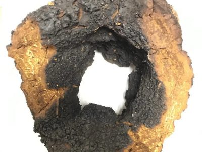 Chaga magic – increasing immunity, preventing cancer and slowing down aging!