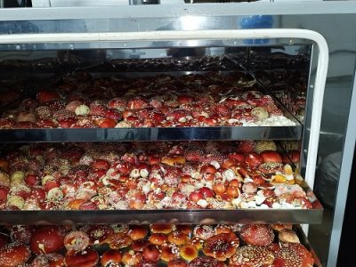 Processing of Amanita Muscaria in industrial conditions